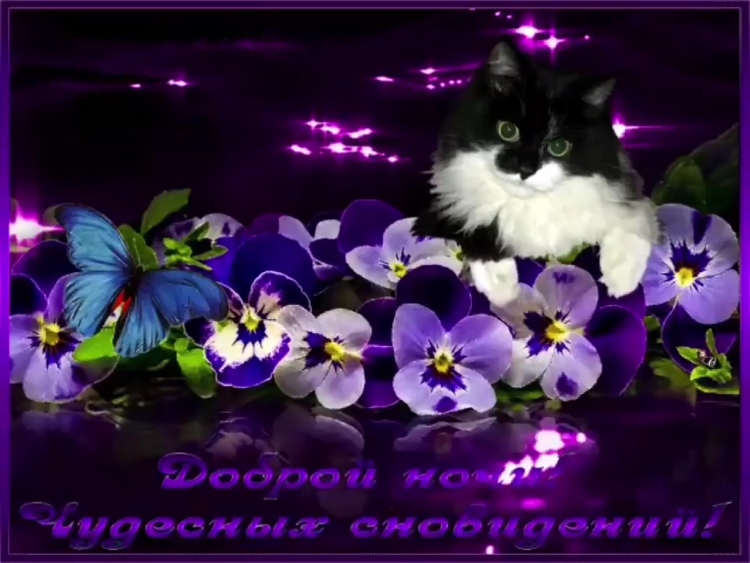 Доброй летней ночи