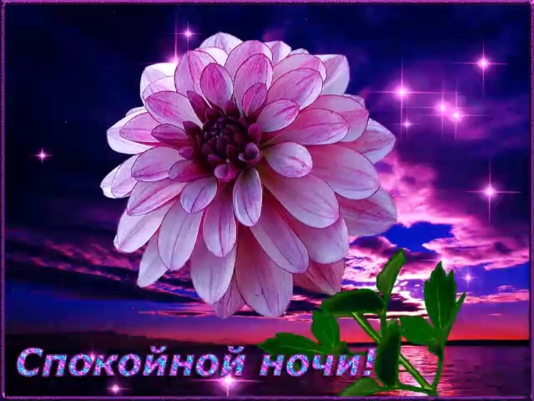 Спокойной ночи цветы