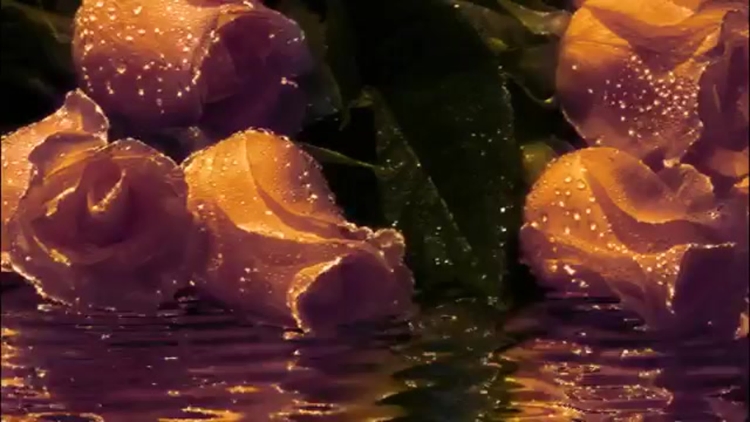 Мерцающие розы