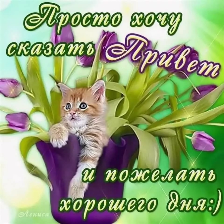 Доброе утро с георгинами