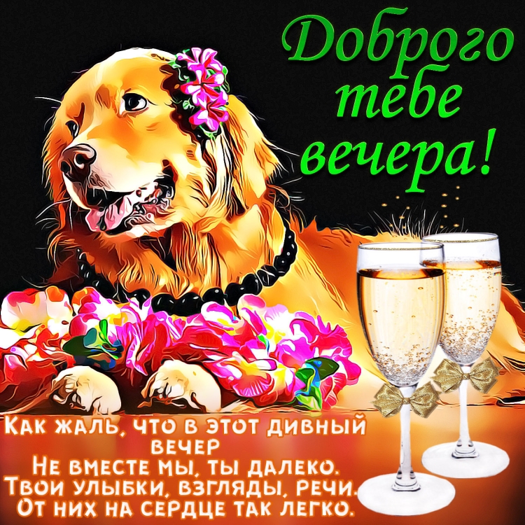 Пожелания доброго вечера с юмором
