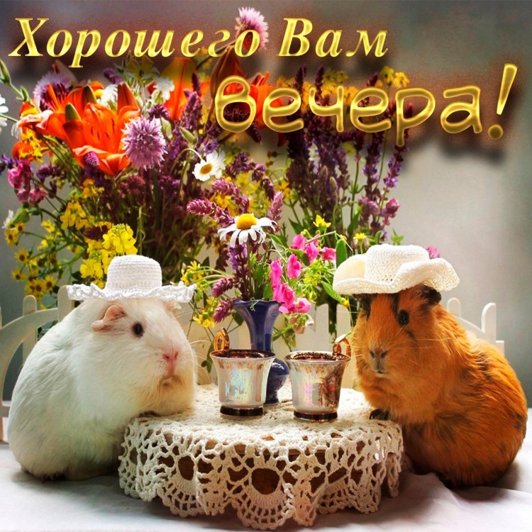 Поздравление с добрым вечером
