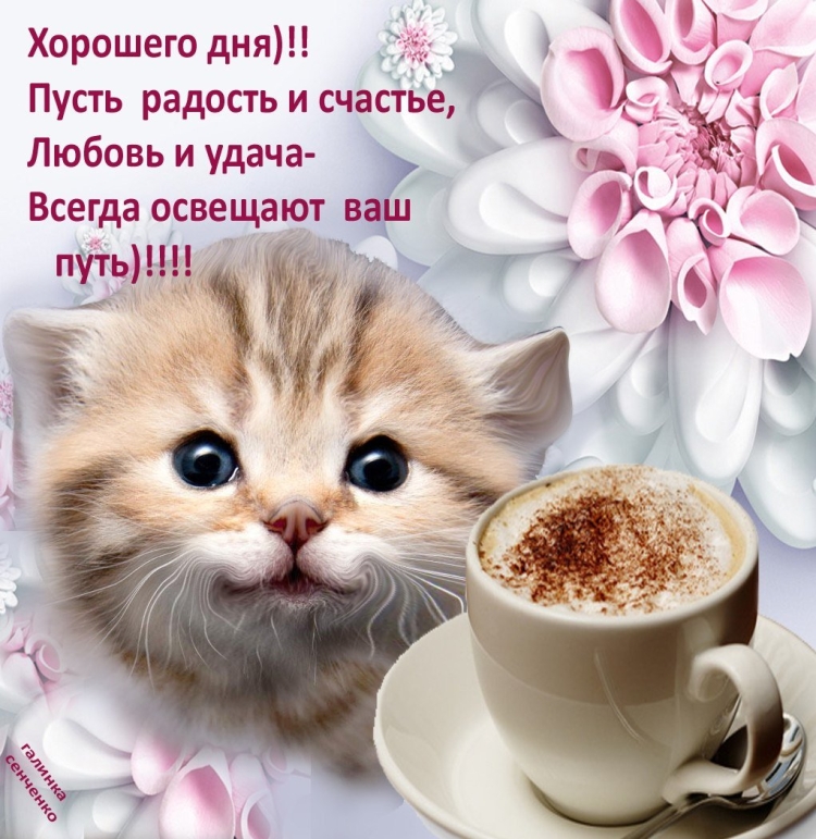 Хорошего дня котик