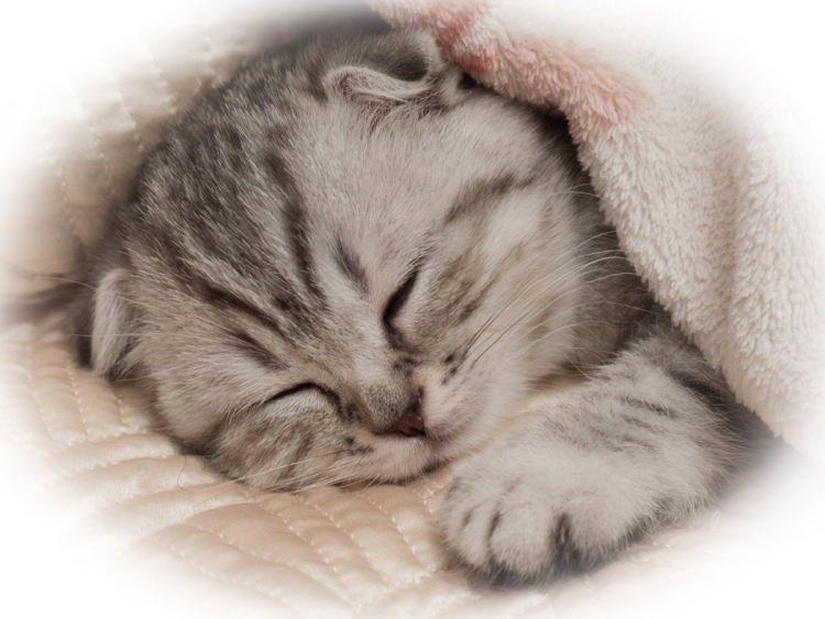 Котенок. Спокойной ночи!