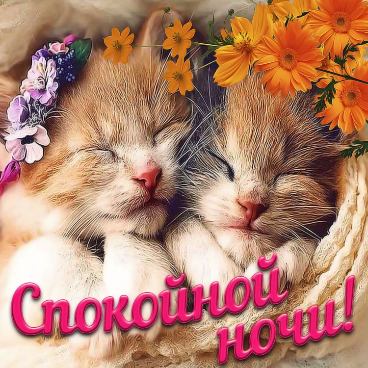 Спокойной ночи сладких снов