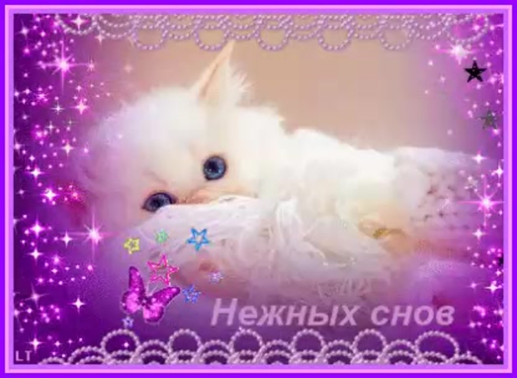 Спящие котята