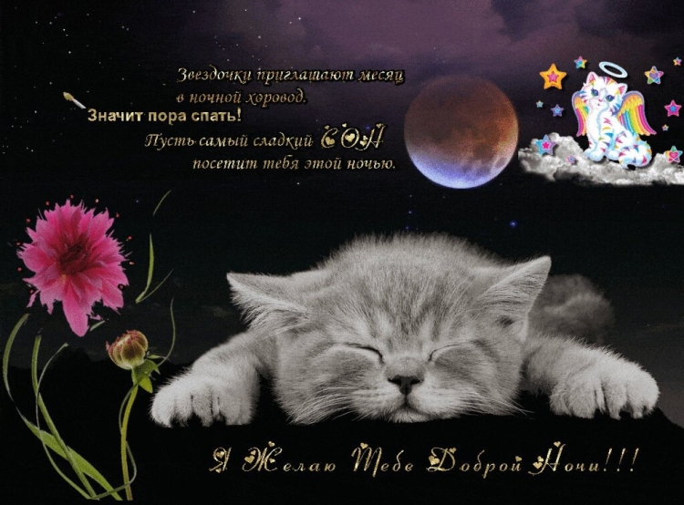 Котенок. Спокойной ночи!