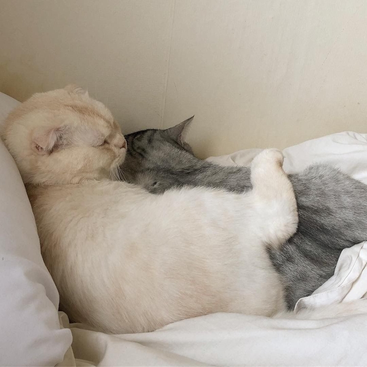 Хорошего вечера котенок