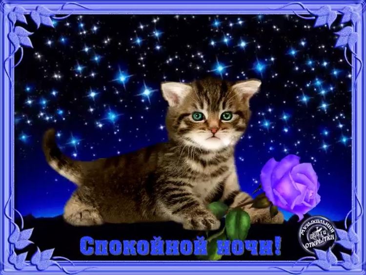 Котенок. Спокойной ночи!