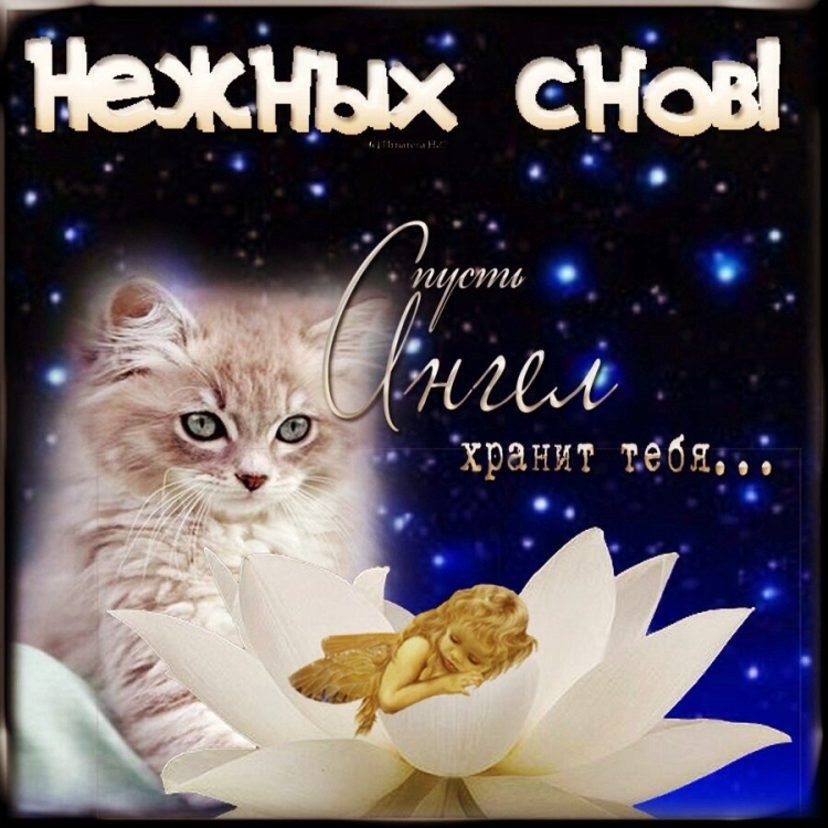 Спокойной ночи милый котик