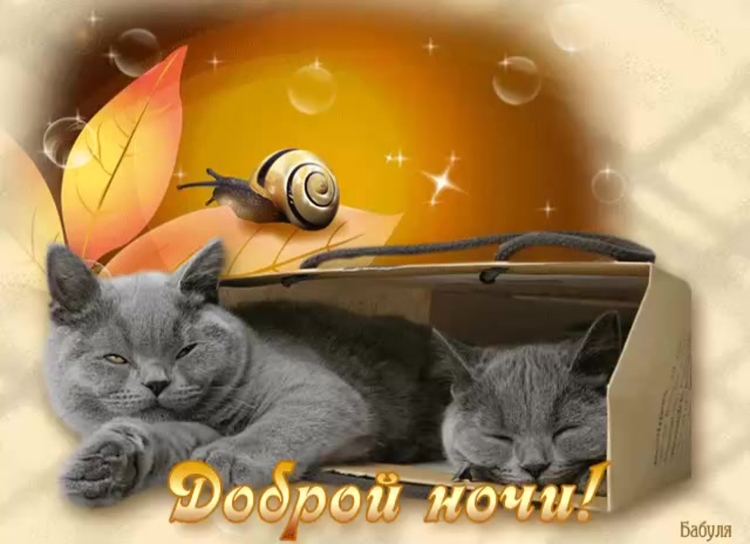 Спокойной ночи котик