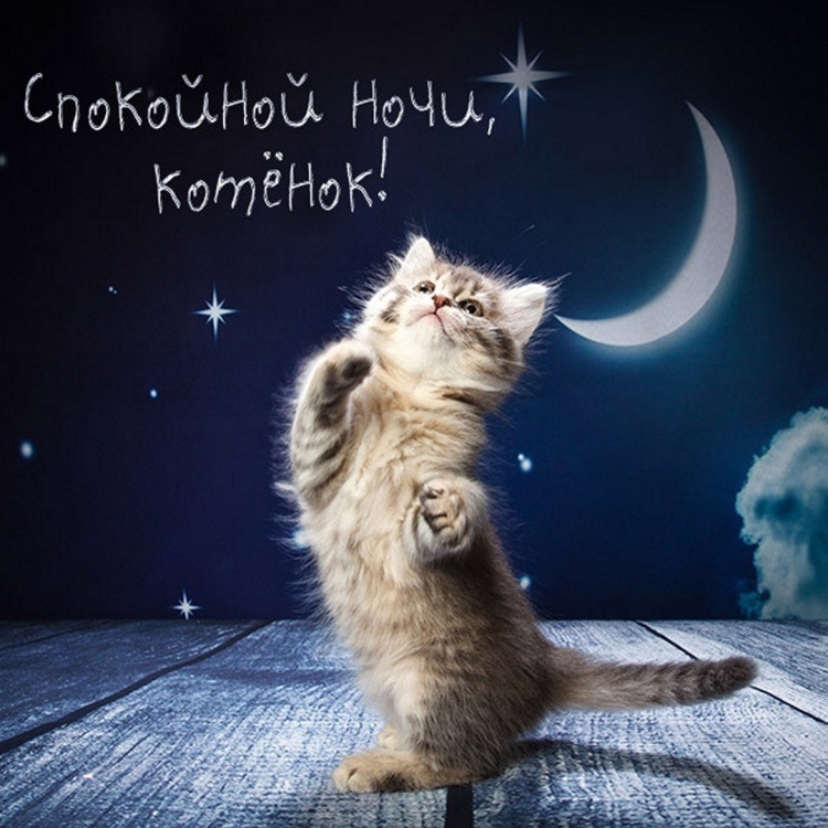 Котики целуются