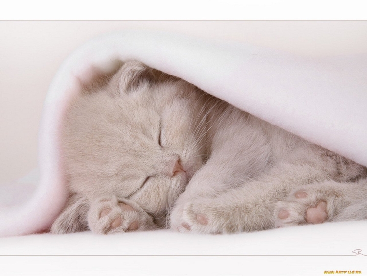 Сладко спящий кот
