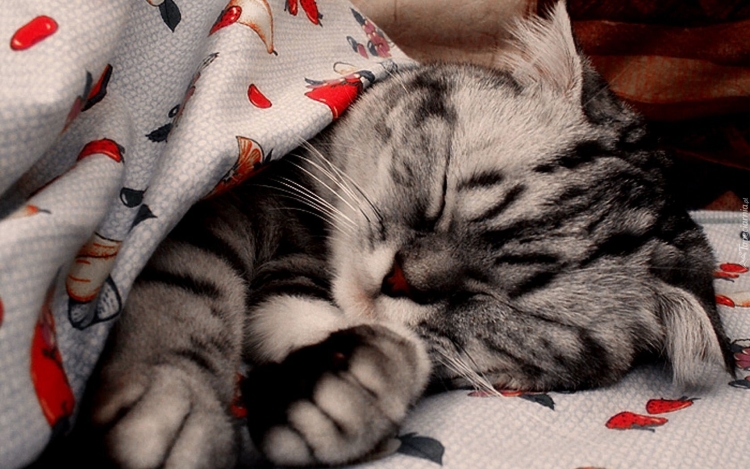 Японский художник Макото Мурамацу