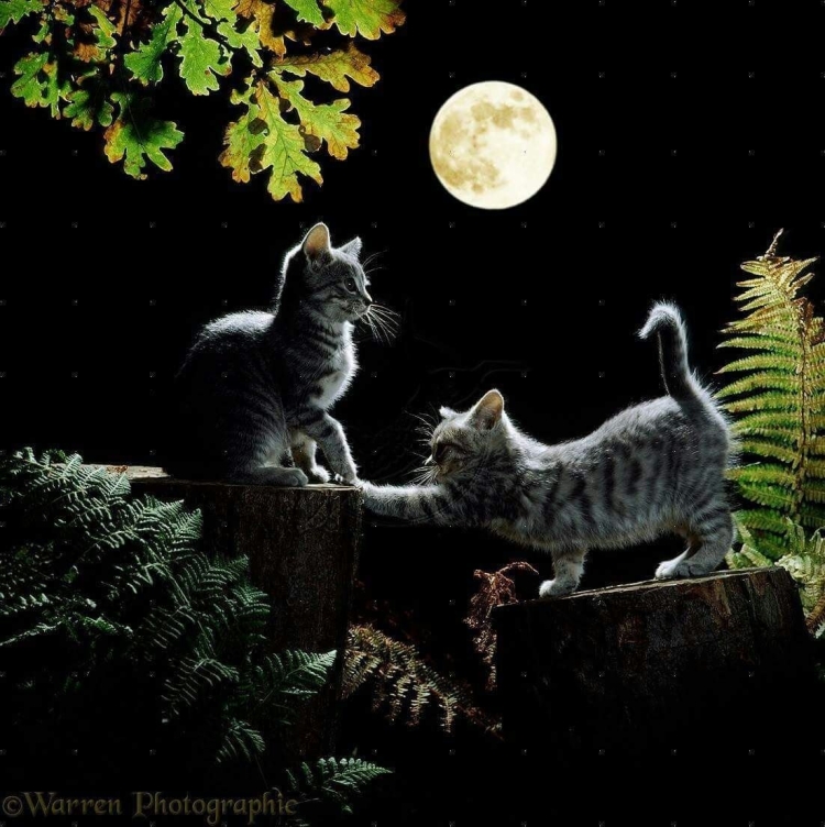 Космические котики аниме