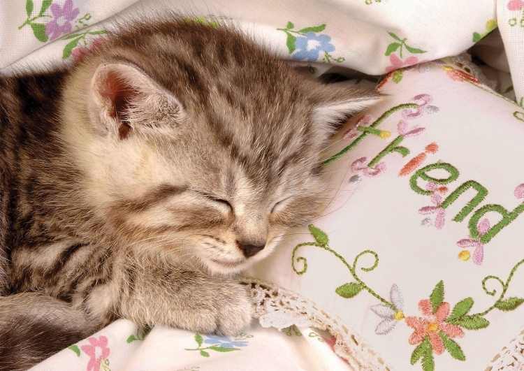 Котенок. Спокойной ночи!