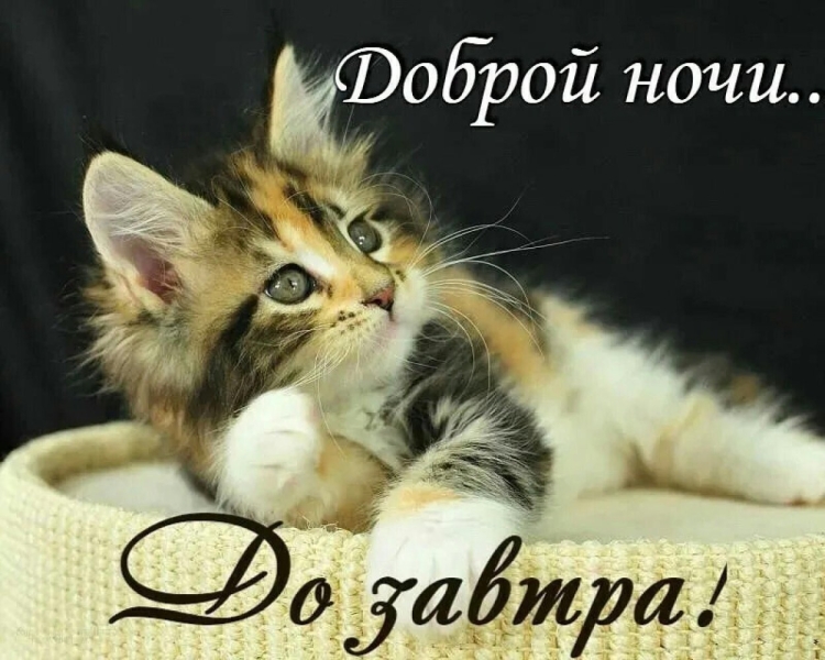 Спокойной ночи котик