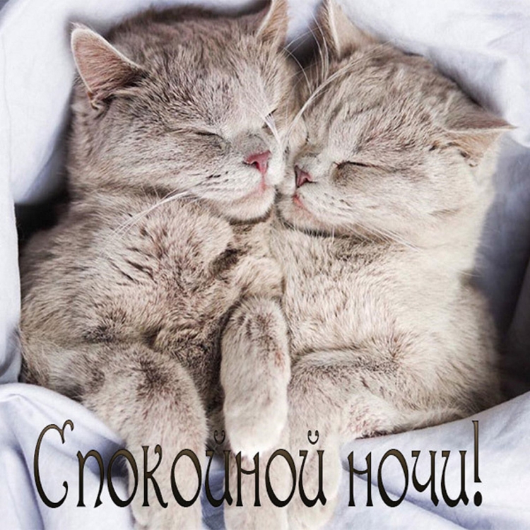Котенок. Спокойной ночи!