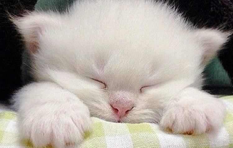 Котик на синем фоне