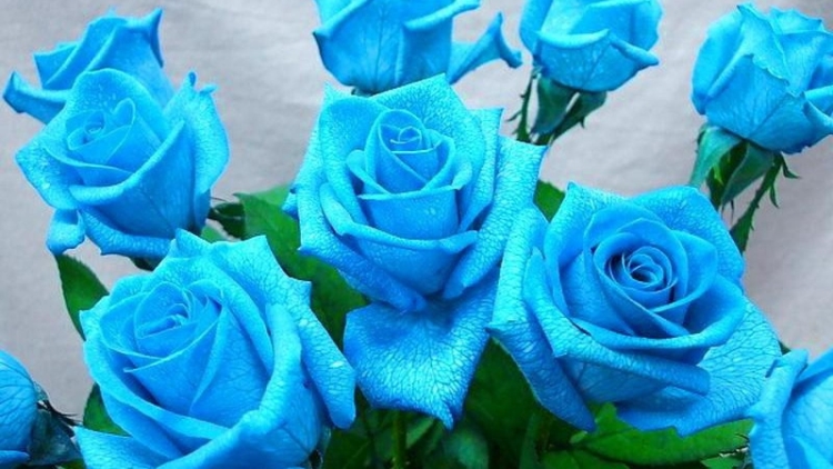 Открытки розы синие