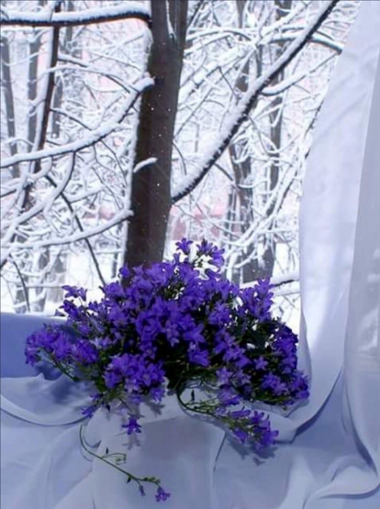 Открытка с добрым утром цветы зимние