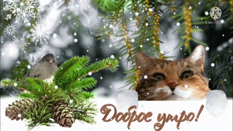 Доброе зимнее утро с кошками