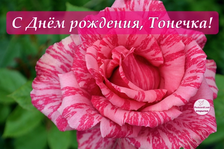 Милая Антонина с днем рождения открытка