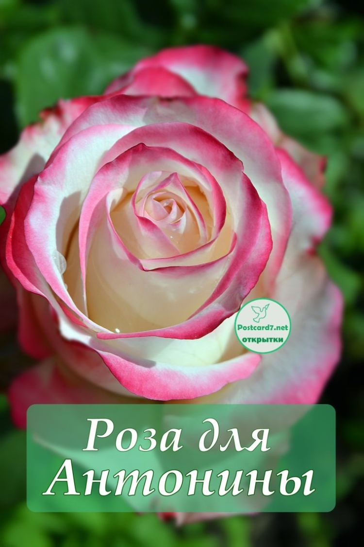 С днём рождения Тоня