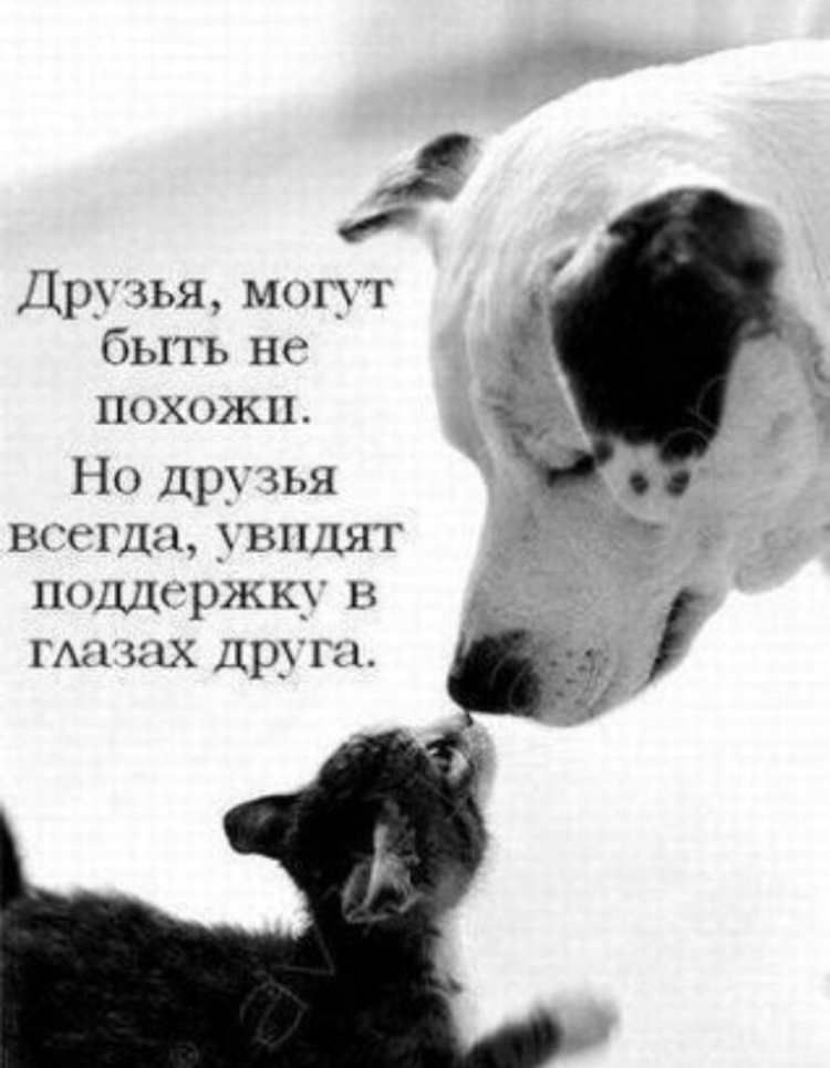 Классные высказывания о дружбе