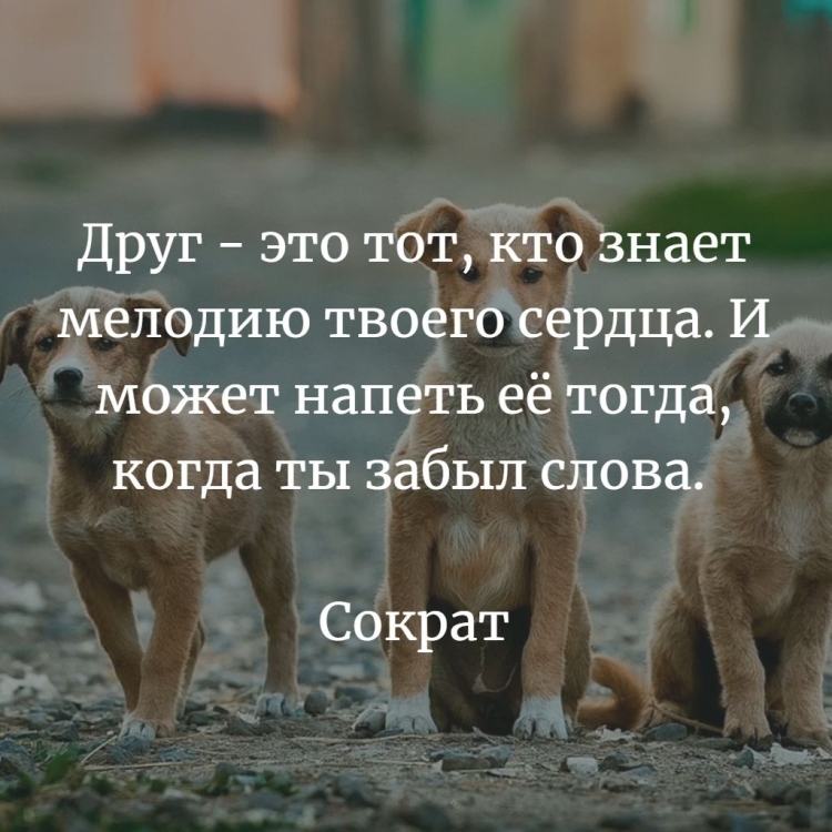 Афоризмы про дружбу