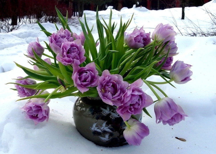 Открытка с днем рождения цветы зимой