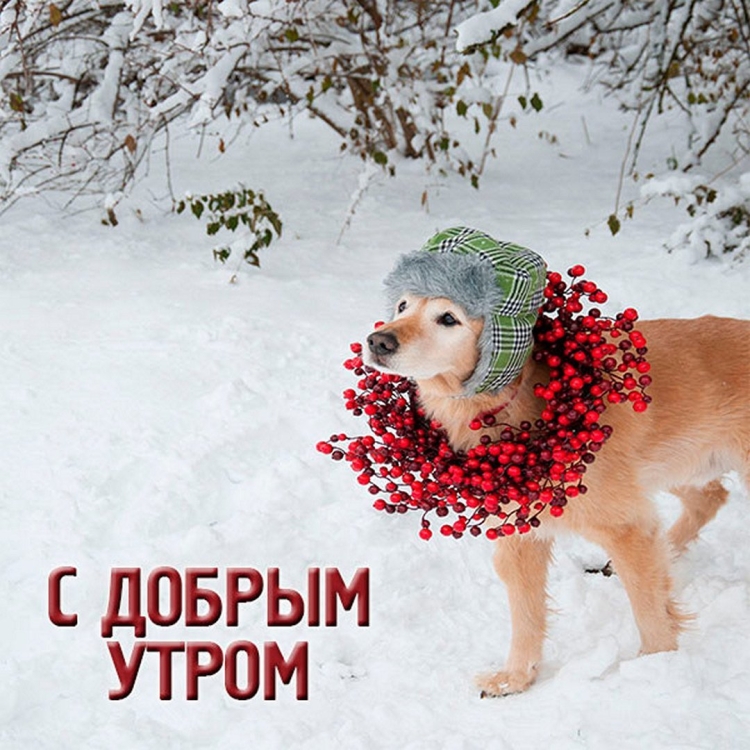 Доброе зимнее утречко