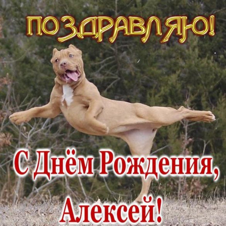 С днём рождения Алексей прикольные поздравления