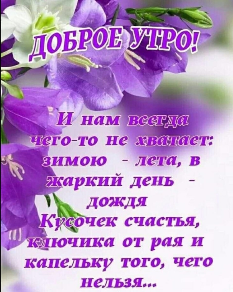 Доброе утро хризантемы с надписью