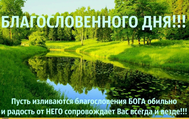 Ромашки на размытом фоне