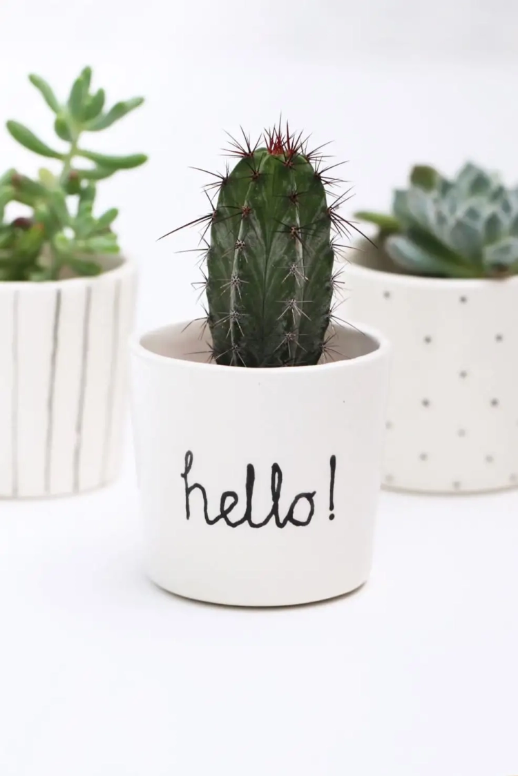 Cactus Pot горшки кактусы Суккуленты