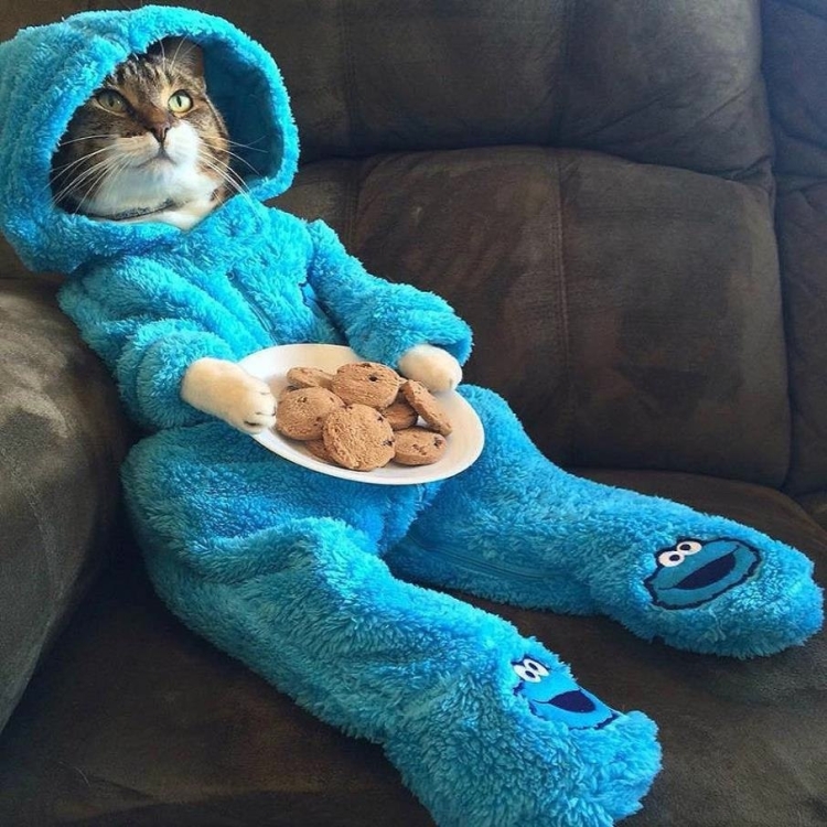 Кот в пижаме