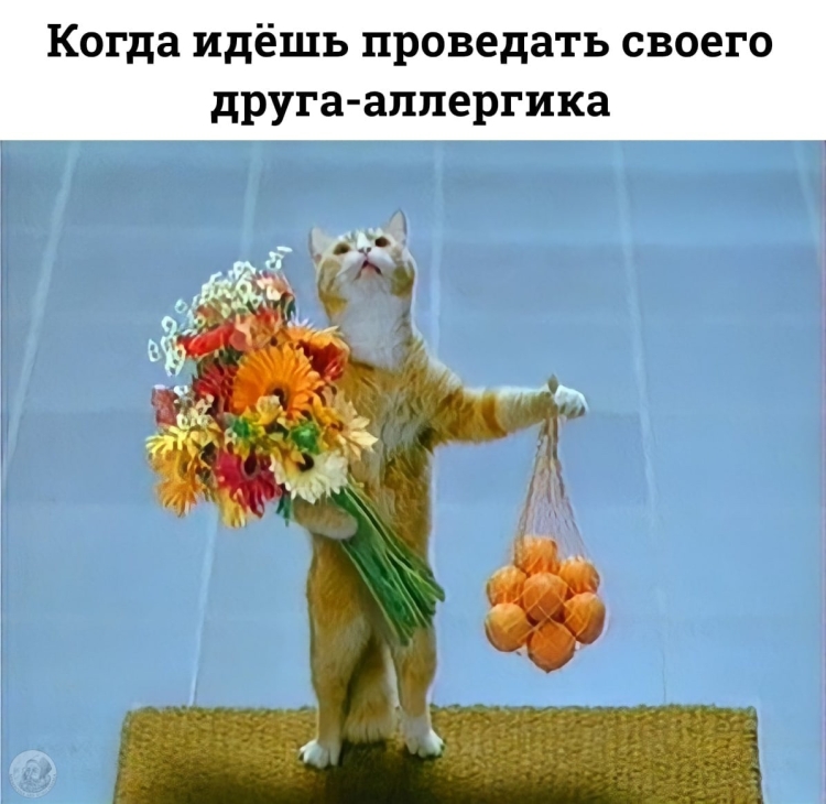 Кот с букетом и апельсинами