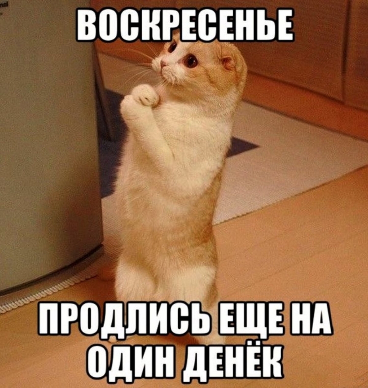 Милые взрослые животные