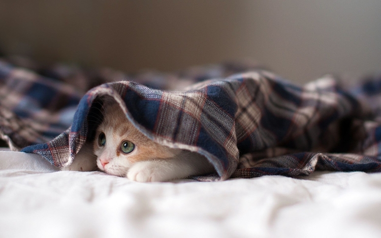 Кот медсестра