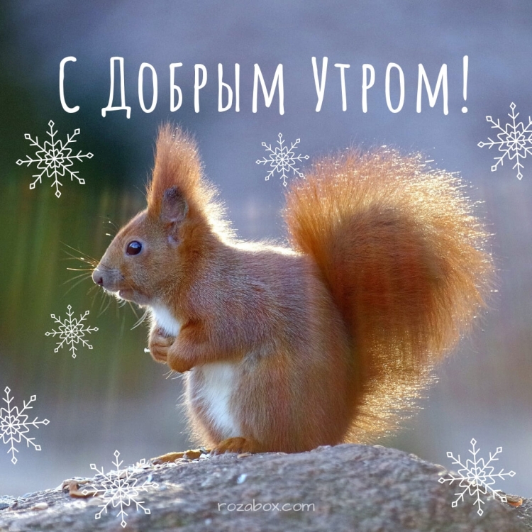С добрым утром белки