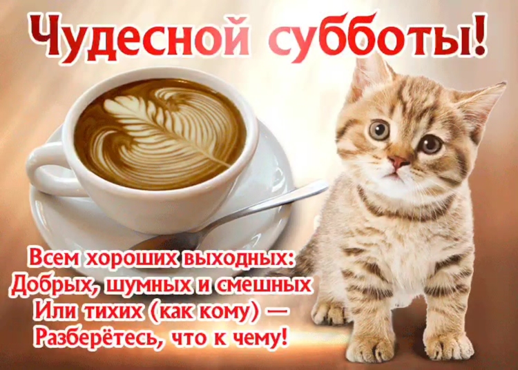 Поздравление с добрым утром с котятами