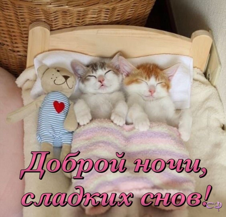 Прикольныетпожелания спокойной ночи