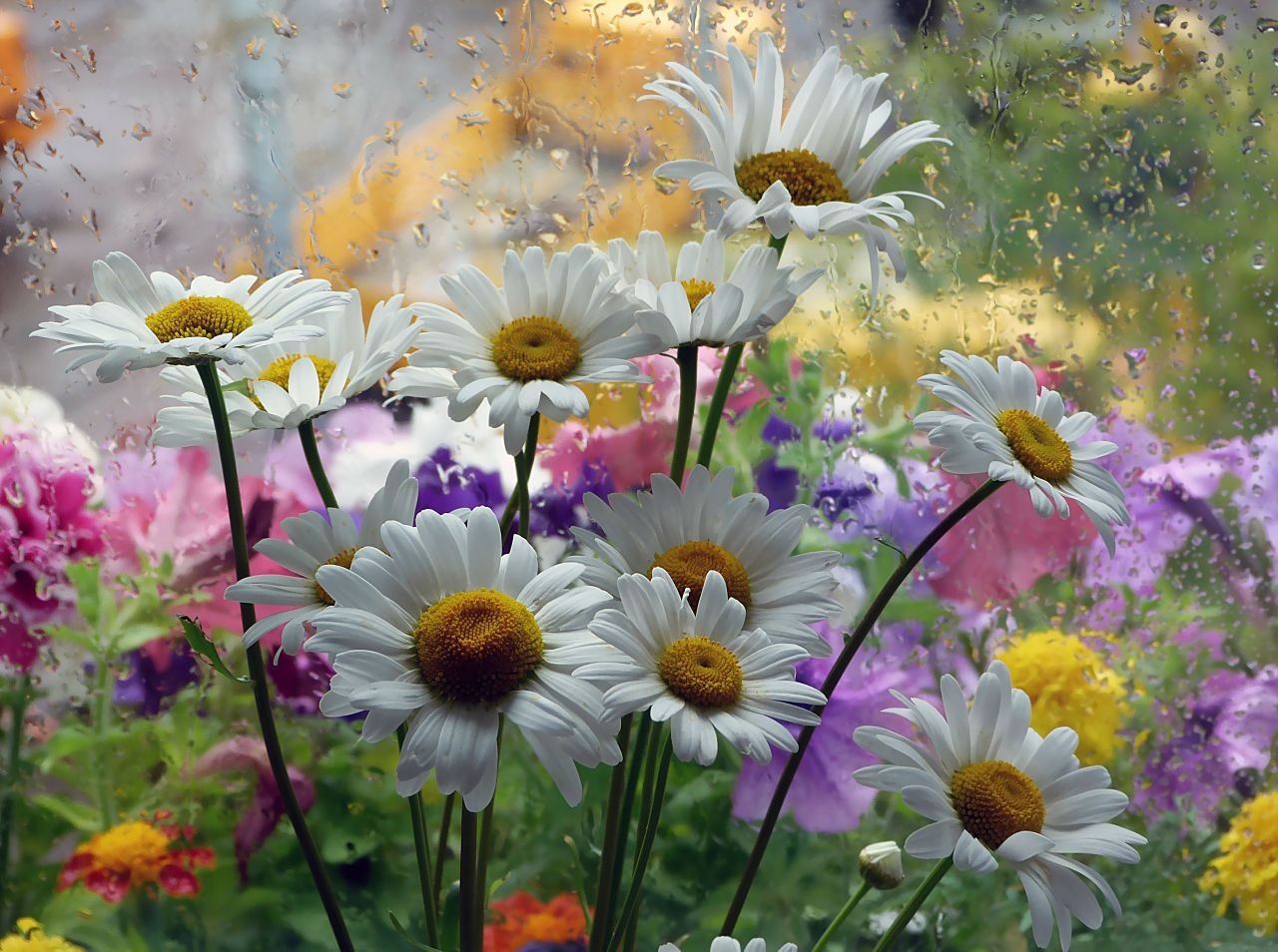 Красивого яркого дня картинки. Летние цветы. Полевые цветы. Доброе утро луговые цветы. Открытки с полевыми цветами красивые.