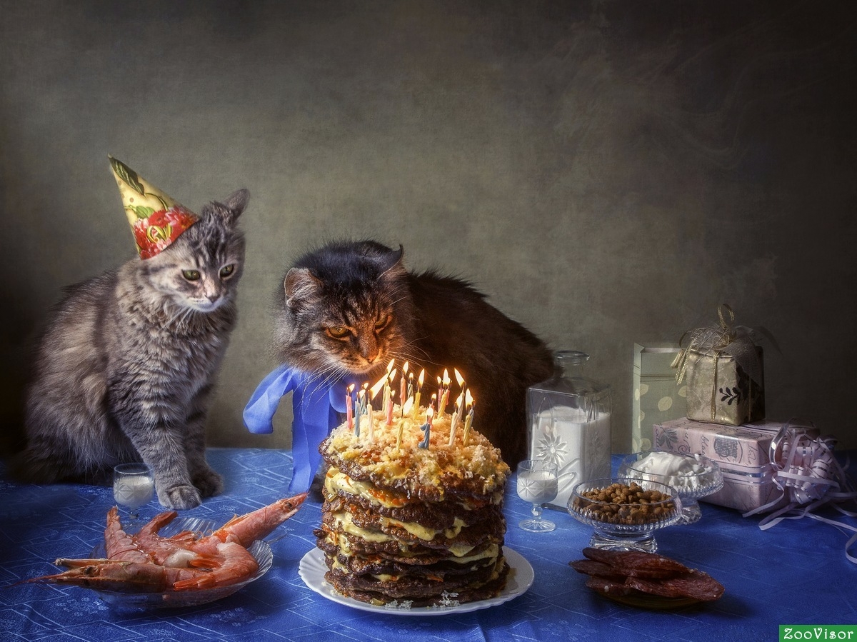 День рождения кота песня. С днем рождения кот. Поздравление с днем рождения с котом. Открытка кошки с днём рождения. Поздравления с днём рождения с котами.