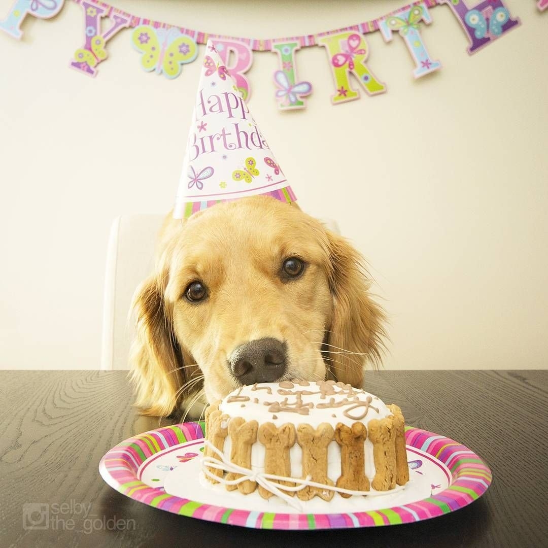 С днем рождения картинки с собачкой. День рождения собаки. Торт для собаки на день рождения. Тортики с собачками. Торт с собакой.