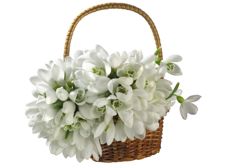 Подснежники в корзине
