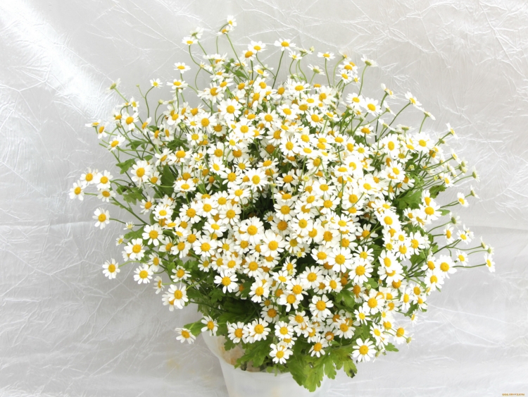 Мелкие белые цветочки в букетах