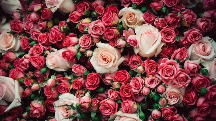 Цветы розы букет