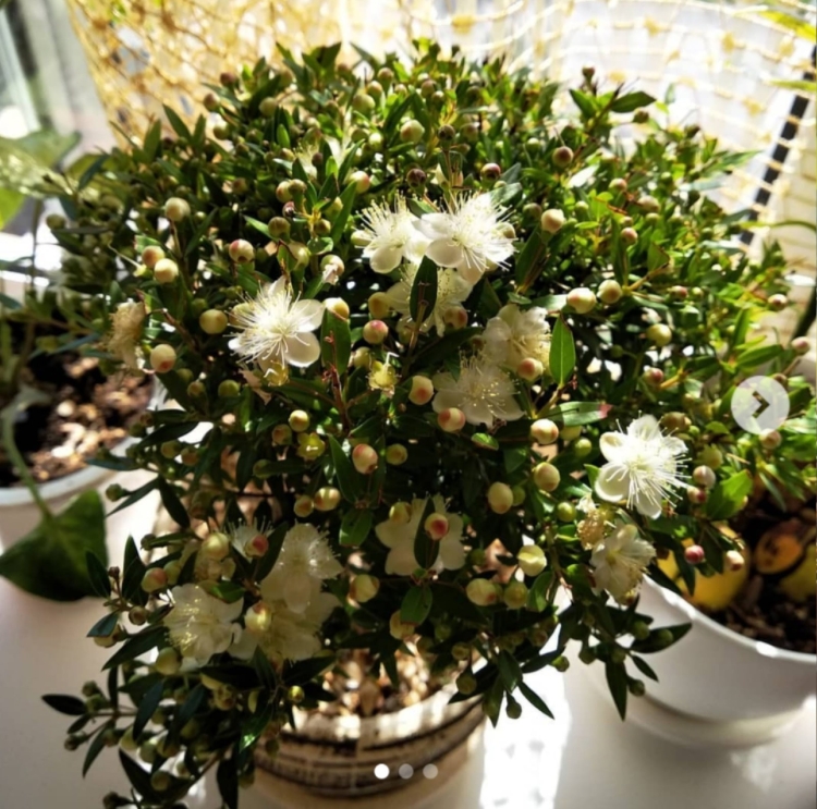 Myrtus tarentina